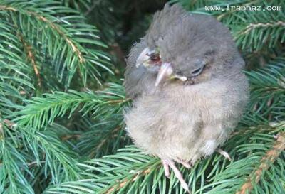 نگاه روز | کشف پرنده ای کوچک با دو سر و سه منقار!! +عکس