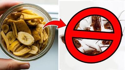  روش طبیعی برای از بین بردن سوسک در خانه / تا سالها سوسک نمیبینی