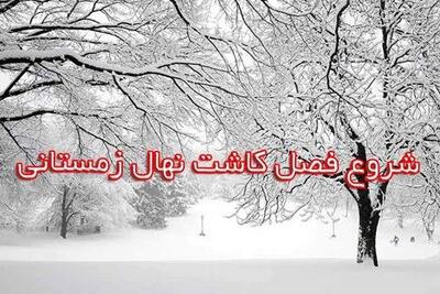  فروش نهال یارانه ای جهاد کشاورزی به دلیل بارندگی های پیش بینی شده سیل آسا!