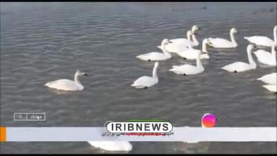 ببینید/ تصاویر زیبا از احیای یک تالاب خشک شده