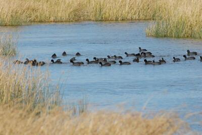 ویدیو / تالاب کانی برازان مهاباد که خشکیده بود پر آب شد