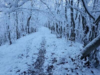 ویدیو / روز برفی جنگل فندوقلو