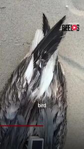 کشف مرغ دریایی مجهز به ردیاب چینی در نزدیکی پایگاه دریایی هند