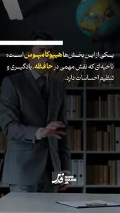  غر زدن مداوم مغز را کوچک می‌کند + فیلم