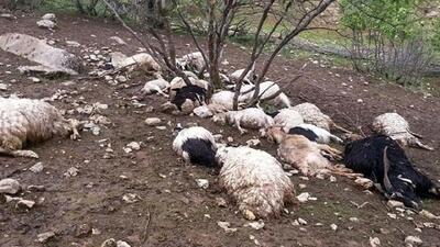  حمله حیوان درنده به دام‌های یکی دامدار روستایی در کهگیلویه و بویراحمد