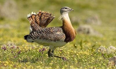 سالن پرواز میش‌مرغ احداث می‌شود/ خرید ۲۵ هکتار زمین در زیستگاه‌های حساس این گونه