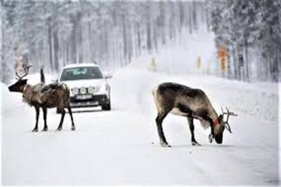  هشدار اداره محیط زیست تربت‌حیدریه درباره حضور حیات وحش در مناطق مسکونی