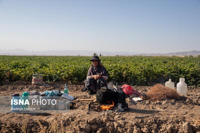  باران به ۵۰۰ هکتار از مزارع گوجه‌فرنگی دیّر خسارت زد