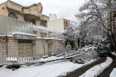  جمع‌آوری بیش از ۲۰۰ اصله درخت سقوطی و شکسته در پی بارش برف در مشهد