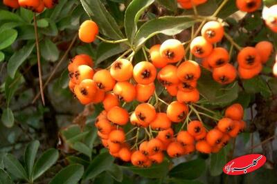  میوه ای کوچک با معجزه ای بزرگ برای قلب و اعصاب! - کلبه سرگرمی