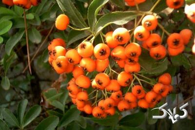 میوه ای کوچک با معجزه ای بزرگ برای قلب و اعصاب! - مجله اینترنتی کولاک