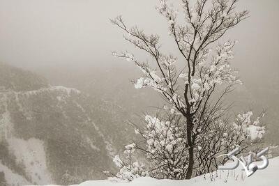 بارش برف در عربستان! | واکنش مردم را ببینید - مجله اینترنتی کولاک