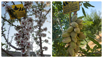 کشت بادام تونو در ایران، راهی به سوی سوددهی سریع و میلیاردی - مردم سالاری آنلاین