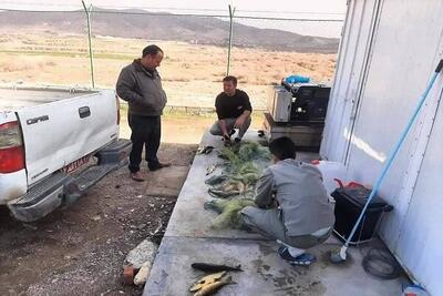  جسور: صیادان متخلف در منطقه حفاظت‌شده تالاب نوروزلو دستگیر شدند