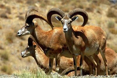  محیط زیست اصفهان: حیات وحش از تب برفکی مصون مانده است