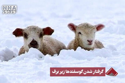  نورنما | گرفتار شدن گوسفندها زیر برف