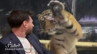 ویدیو| پاس کاری مسی با فیل!/ در هند لئو را به باغ وحش بردند! - پارس فوتبال