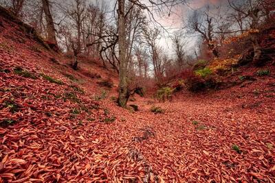 چرا دردهای مفصلی در پاییز شدت می‌ گیرد؟