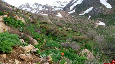  شاهو بام سبز کردستان و سرزمین آرامش + فیلم