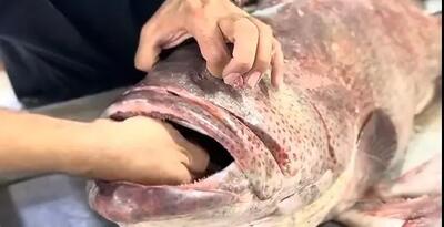  ماهی هامور چگونه برای سفارش آماده می‌شود؟ / آموزش حرفه‌ای پاک‌سازی + فیلم