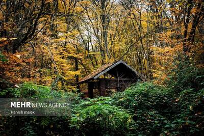 تصاویر چشم نواز از پاییز دیرهنگام النگ دره گرگان