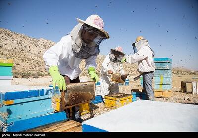 تولید سالانه 3 هزار تن عسل و 218 کیلوگرم ژل رویال در خراسان شمالی - تسنیم