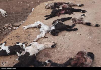 راز حمله به گله جونک؛ پلنگ بود یا گرگ تصویر - تسنیم