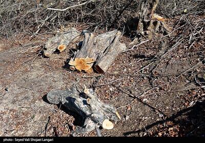 روایت‌های متناقض از پاک‌تراشی جنگل‌ هیرکانی/ چه کسی دستور قطع درختان 100 ساله را صادر کرد؟ - تسنیم