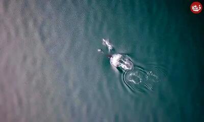 همکاری دیدنی نهنگ‌ و دلفین در شکار سالمون