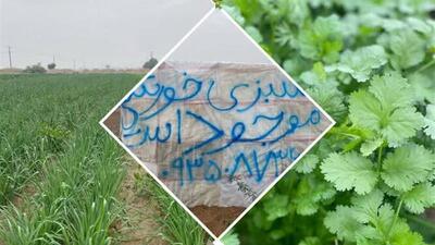  آغاز برداشت نخستین  مزرعه سبزی خورشتی در دهلران
