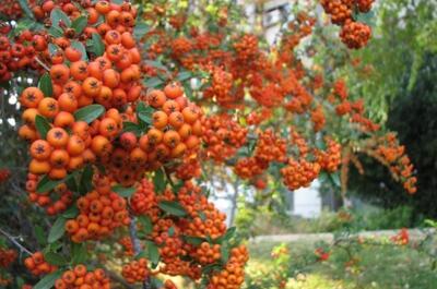  میوه ای کوچک با معجزه ای بزرگ برای قلب و اعصاب!