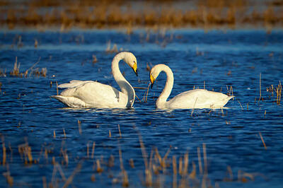تالاب کانی‌برازان با بازگشت ۴۵۰۰ پرنده دوباره جان گرفت