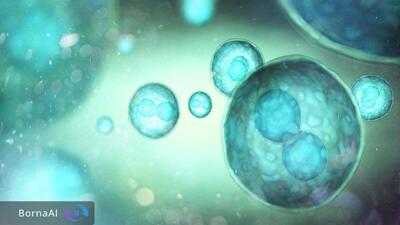  یک کشف علمی جنجالی؛ معکوس شدن پیری سلول‌های ایمنی با یک پروتئین