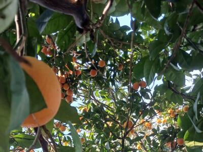 این کارگاه‌ها نان دلال‌های مرکبات مازندران را آجر می کند!