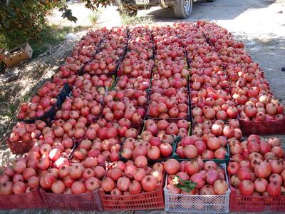  حال و هوای یلدایی میادین میوه و تره‌بار تهران