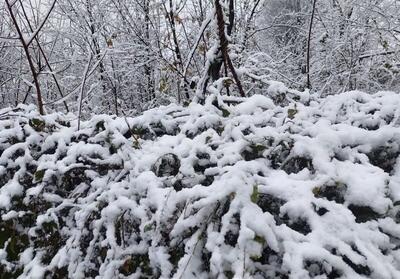 ببینید / بارش زیبای برف در طزرجان یزد