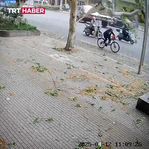 سقوط شاخه بزرگ درخت روی دوچرخه‌سوار