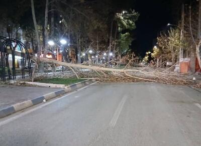 تندباد باعث بروز خسارت‌ جانی و مالی در ایلام شد