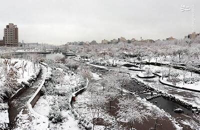 عکس/ رخت سفید بر تن مشهد رفت