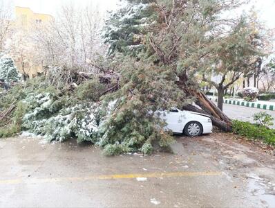 سقوط درخت ۲۰ متری بر روی خودرو در بلوار باهنر مشهد