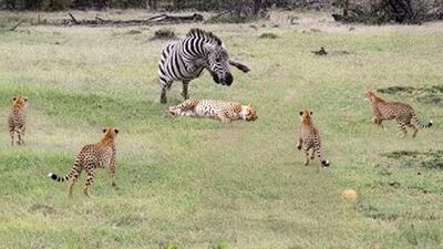  مستند حیات وحش؛ یوزپلنگ فکر کرد گورخر حریف آسونی اما ساده لوح بود