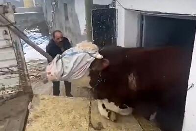  دامداری نوین؛ گاو چشم بسته و با زور میبرن برا کشتار