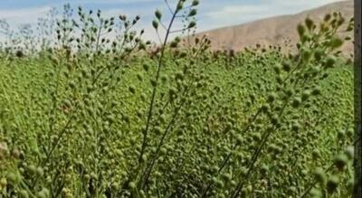  کشت استراتژیک دانه‌های روغنی در استان مرکزی کلید خورد