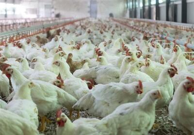 بردسکن در اوج تولید مرغ؛ ثبت رکورد 371 هزار قطعه جوجه‌ریزی در یک ماه - تسنیم