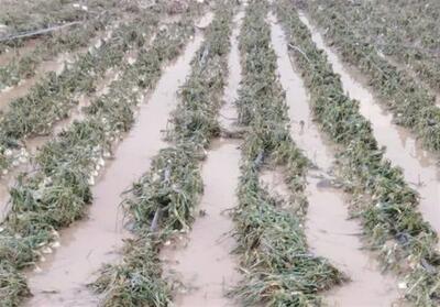 خسارت به 500 هکتار محصول گوجه‌فرنگی استان بوشهر - تسنیم