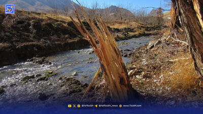 درختان سپرند، نه سد | قطع‌ کردن درختان توجیهی ندارد