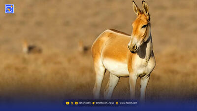 مستند احیای گور ایرانی | نمایش زحمات محیط‌بانان گمنام