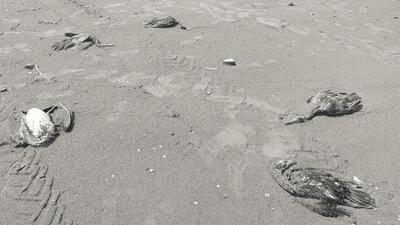 ماجرای تلف شدن پرندگان مهاجر در ساحل چابکسر