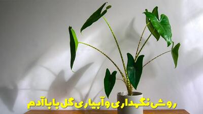  روش نگهداری و آبیاری گل بابا آدم در خانه | خواص گیاه بابا آدم در منزل
