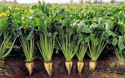 آب چغندر معجزه سلامتی فاش شد | فشار خون نابود، استقامت ۳ برابر و سم‌زدایی کبد معجزه‌آسا | خوردن آب چغندر برای بیماران قلبی و ورزشکاران همه پزشکان را شوکه کرد | دستور طلایی روزانه برای انرژی بی‌پایان